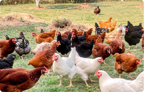 Produits agricoles AgriMORB