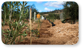 Récolte des olives