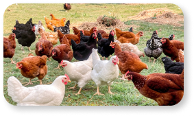 Poules en plein air