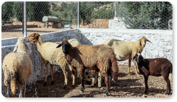 Troupeau de moutons dans l'enclos