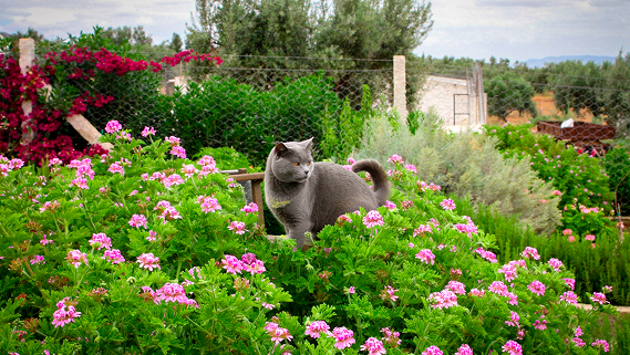 Animaux de la ferme