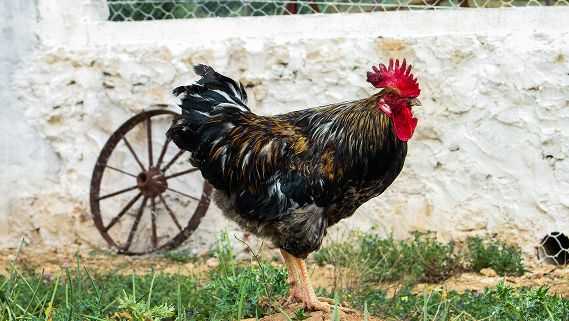 Coq devant le mur de la ferme