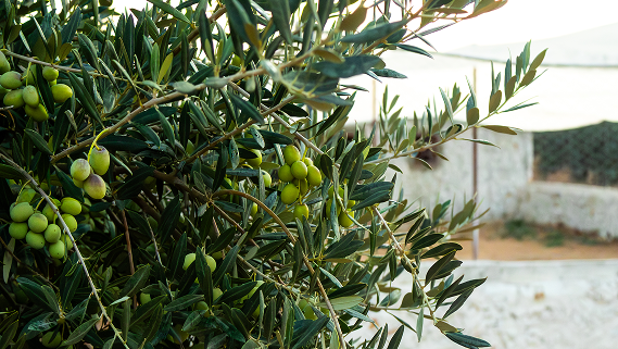 Branches d'olivier chargées d'olives