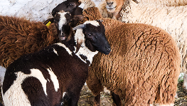 Moutons bruns et noirs du troupeau
