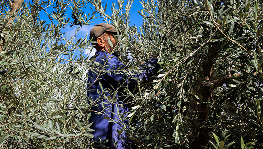 Plantation de jeunes oliviers