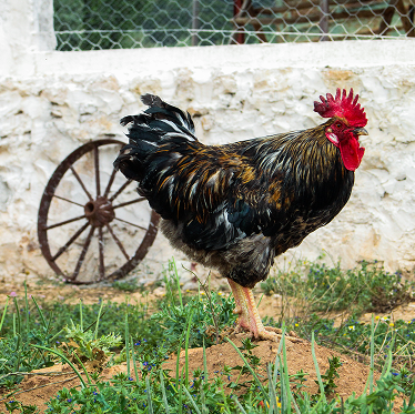Récolte traditionnelle